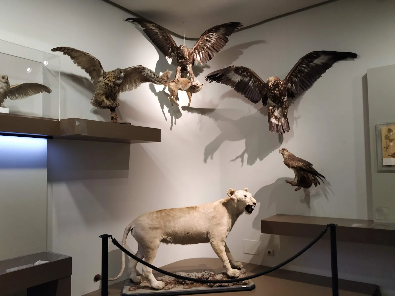 Museo de Ciencias Naturales de la Universidad Zaragoza - Fotografía 1