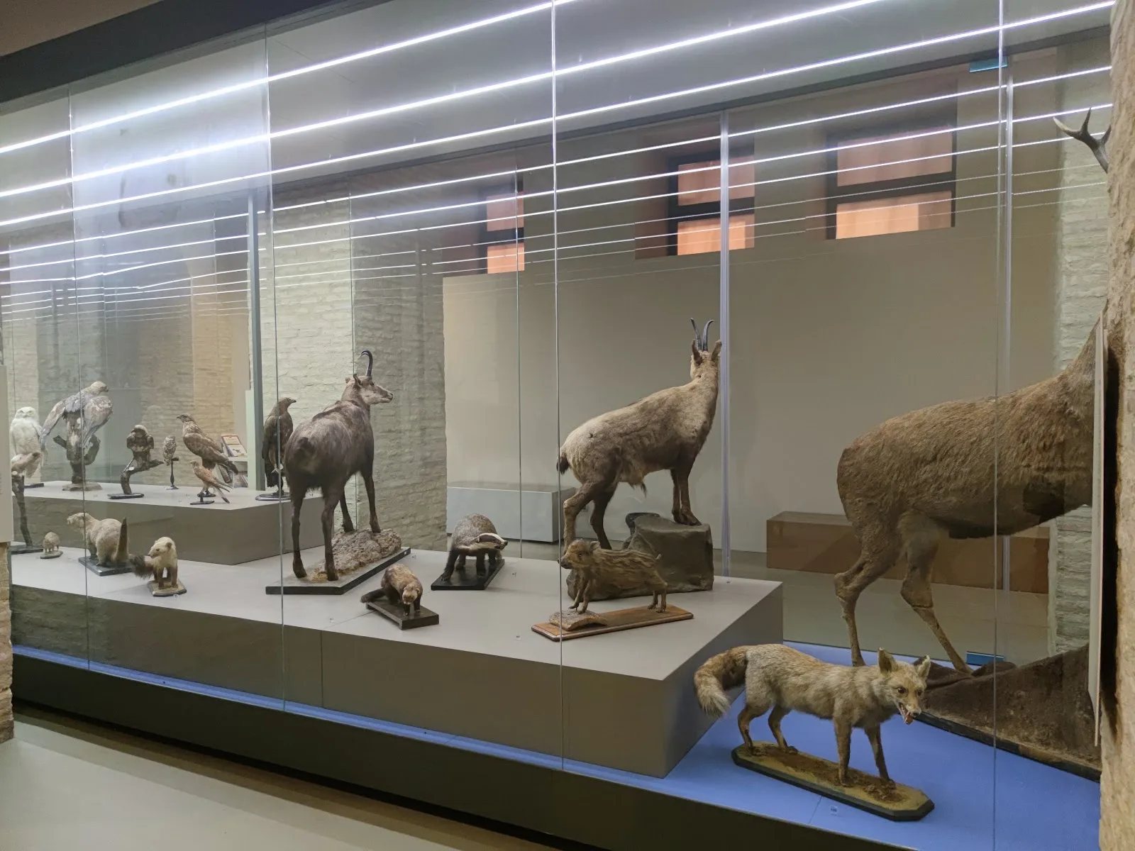 Museo de Ciencias Naturales de la Universidad Zaragoza - Fotografía 5