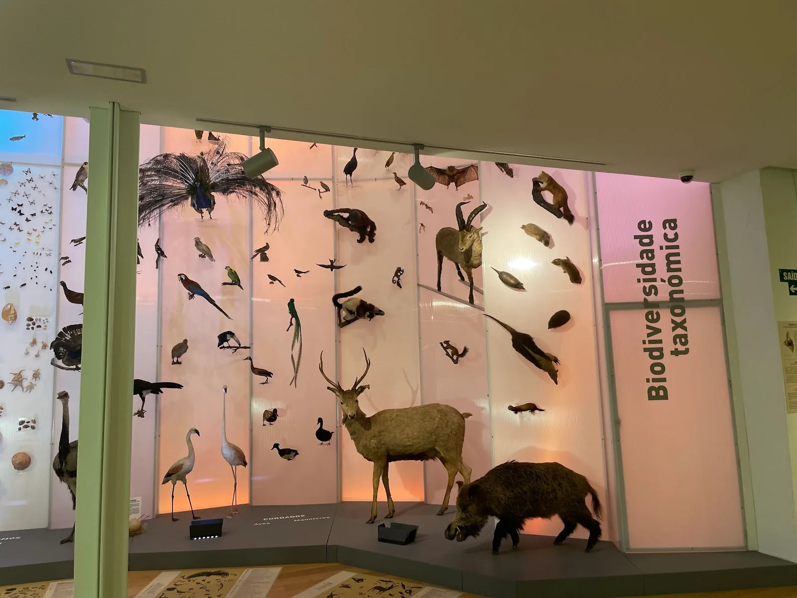Museo de Historia Natural-USC - Fotografía 4