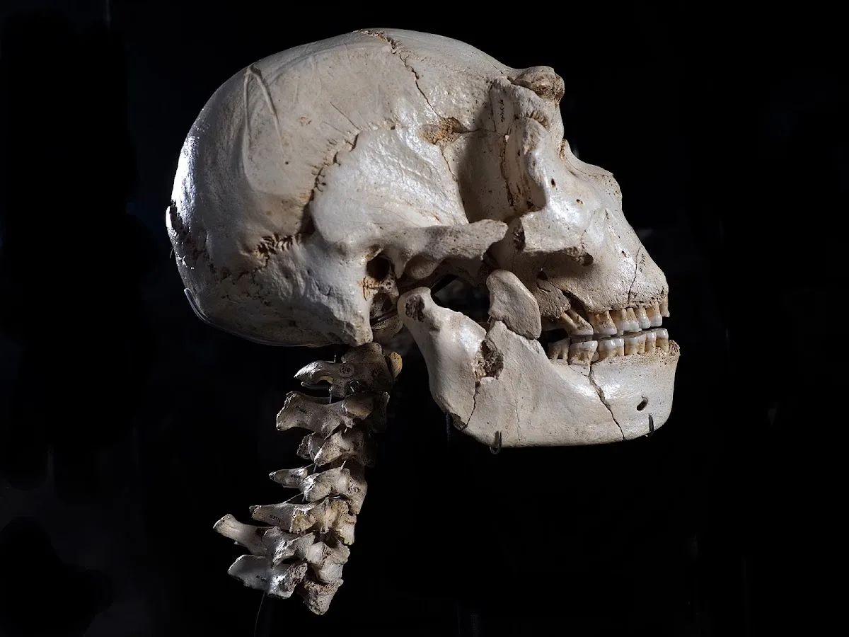Museum of Human Evolution