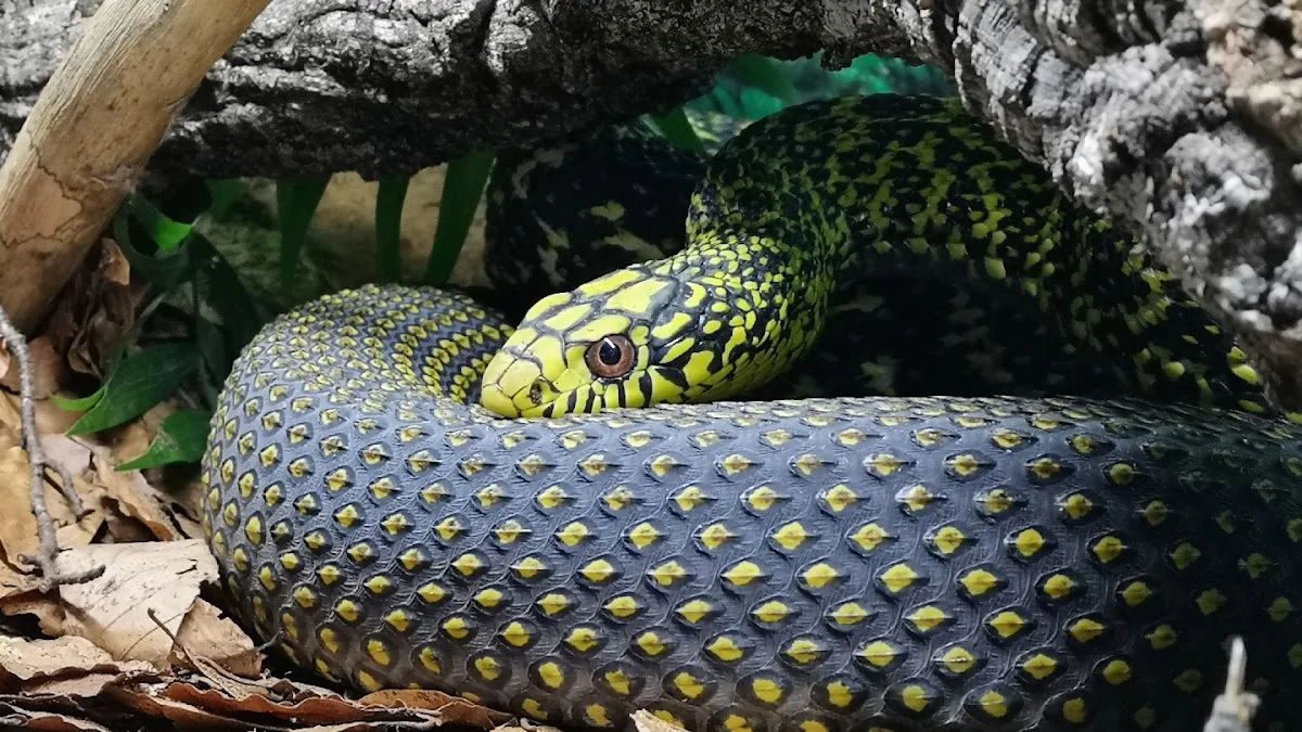 Snakeroom Serpentarium