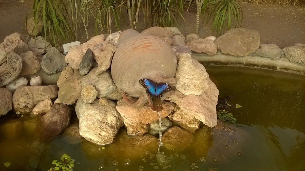 Mariposario de Nijar