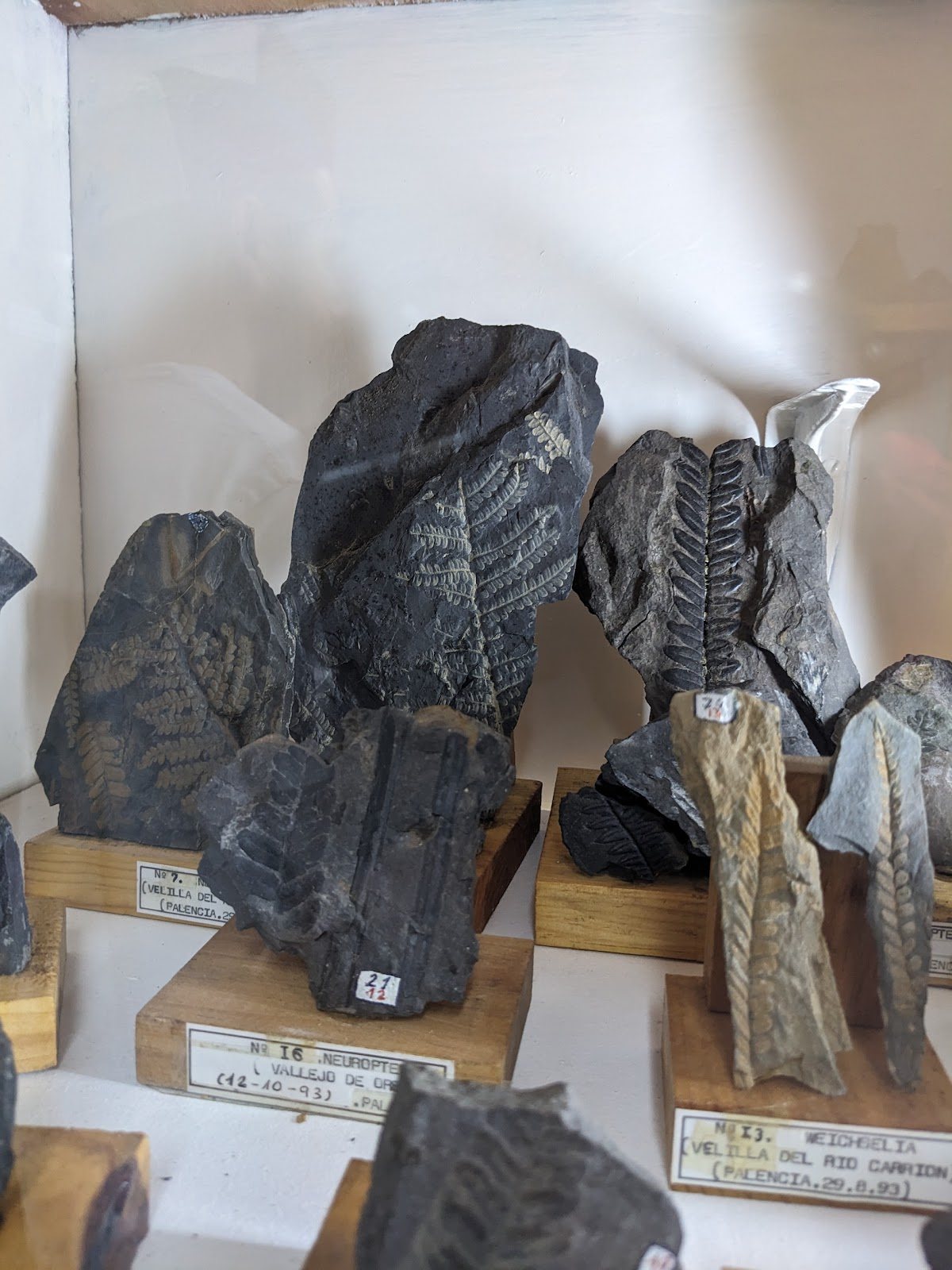 Exposición geológica