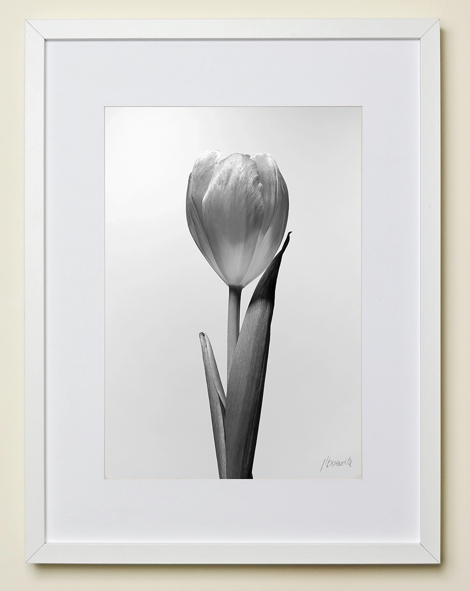 Cuadro Tulipán B&amp;N | Fotografía Minimalista